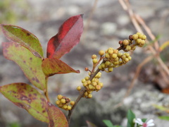 Lyonia ligustrina