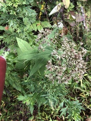 Eupatorieae