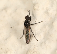 Dilophus febrilis