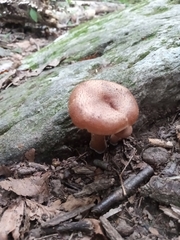 Armillaria sinapina
