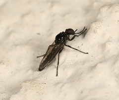 Dilophus febrilis