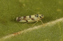Eupteryx atropunctata