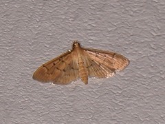 Herpetogramma bipunctalis