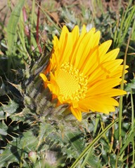 Berkheya armata