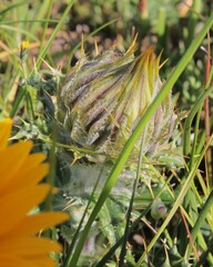 Berkheya armata