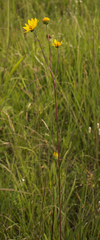 Helianthus occidentalis