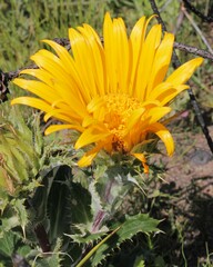 Berkheya armata