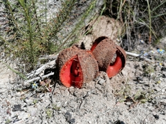 Hydnora africana