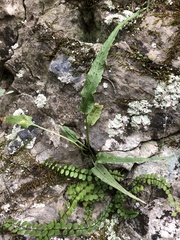 Asplenium rhizophyllum