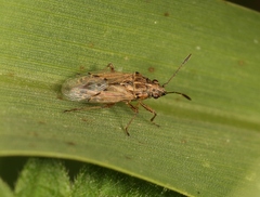 Nysius senecionis