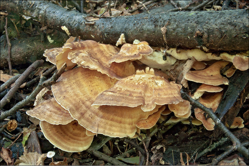 Giant Polypore
