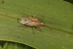 Nysius senecionis
