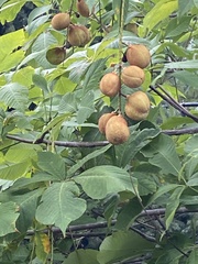 Aesculus parviflora