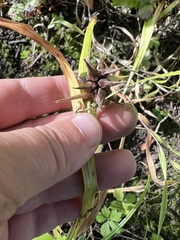 Carex grayi