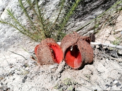 Hydnora africana