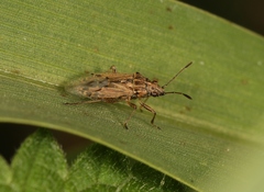 Nysius senecionis