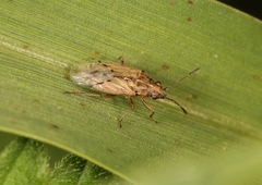 Nysius senecionis