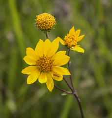 Helianthus occidentalis