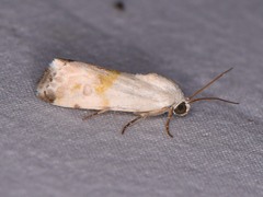 Ponometia candefacta