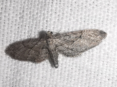 Eupithecia oxycedrata
