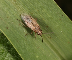 Nysius senecionis