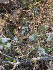 Symphyotrichum ericoides