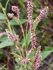 Persicaria extremiorientalis