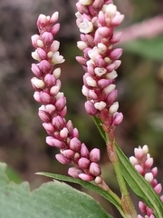 Persicaria extremiorientalis