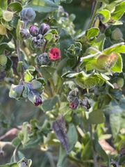 Cynoglossum officinale