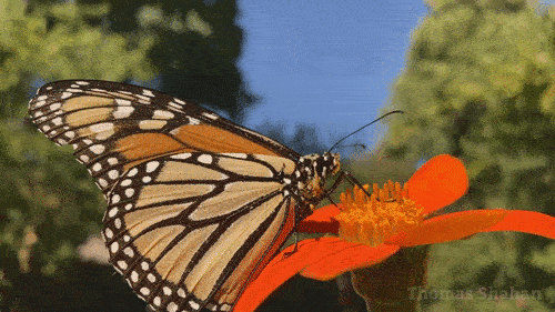 Monarch photographed in Oklahoma