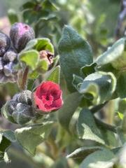 Cynoglossum officinale