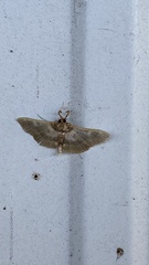 Apilocrocis brumalis