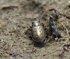 Bembidion