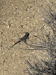 Sceloporus occidentalis