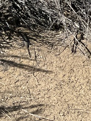 Sceloporus occidentalis
