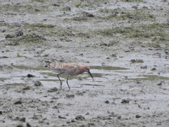 Calidris ferruginea