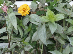 Golovinomyces cichoracearum