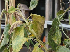 Puccinia helianthi
