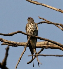 Cecropis abyssinica