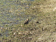 Gallinago hardwickii