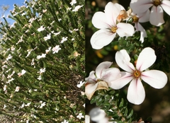 Adenandra obtusata