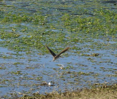 Gallinago hardwickii