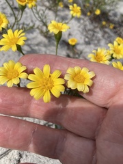 Steirodiscus tagetes