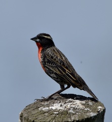 Leistes superciliaris