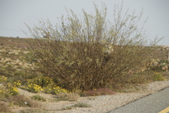 Prosopis glandulosa