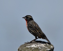 Leistes superciliaris