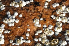 Semibalanus balanoides