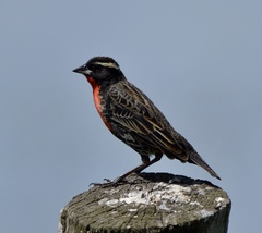 Leistes superciliaris