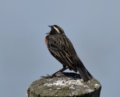 Leistes superciliaris