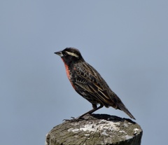 Leistes superciliaris